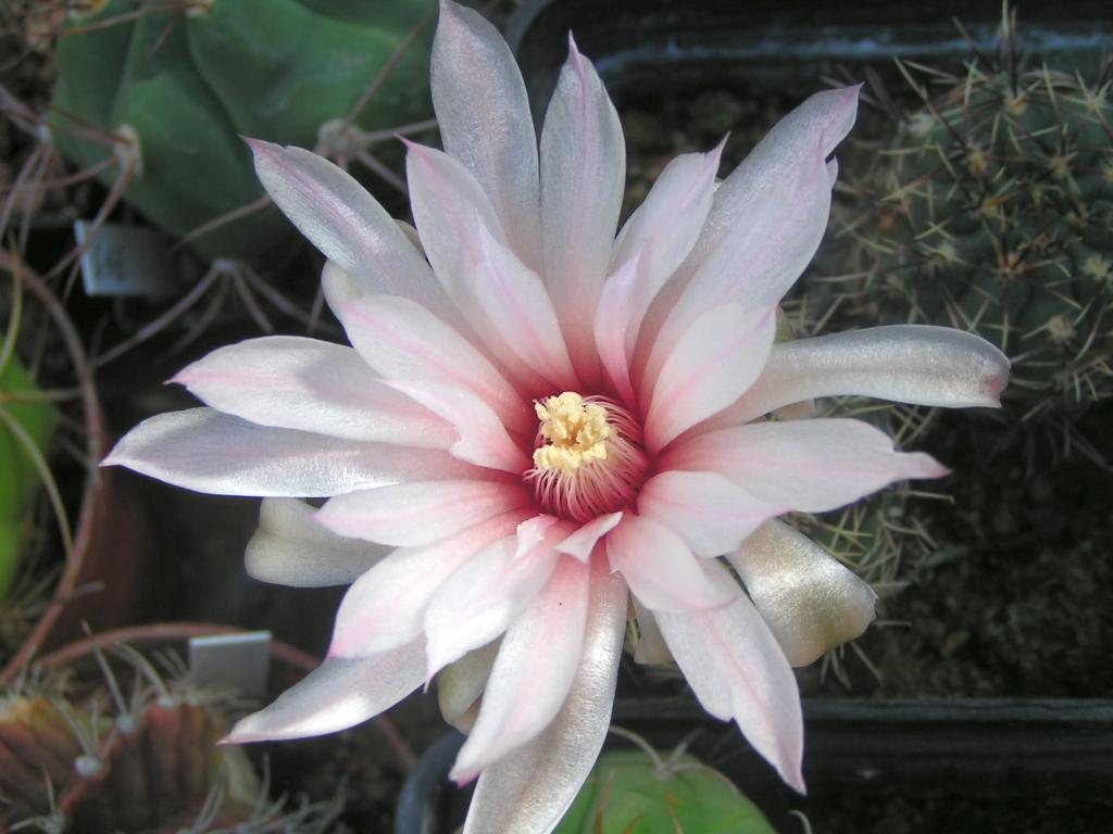 Gymnocalycium erinaceum